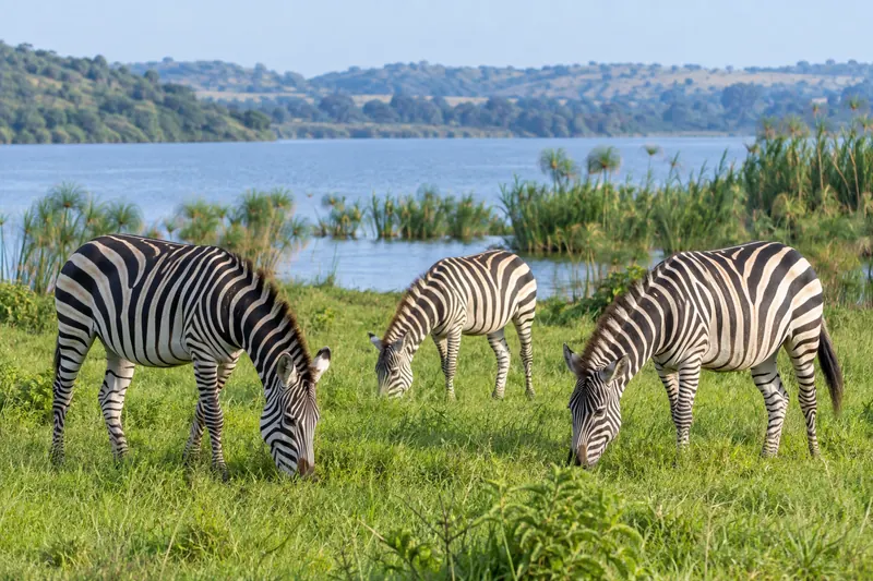 AI-generated zebras beside a lake inspired by Lake Mburo